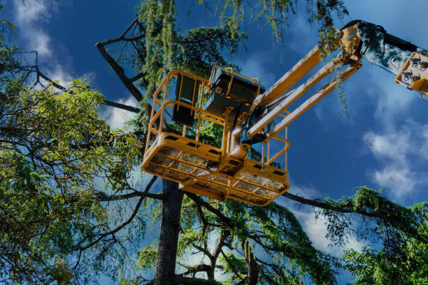 Why Choose Our Tree Removal Services in American Canyon, CA?