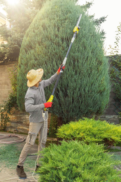 American Canyon, CA  Tree Services Company