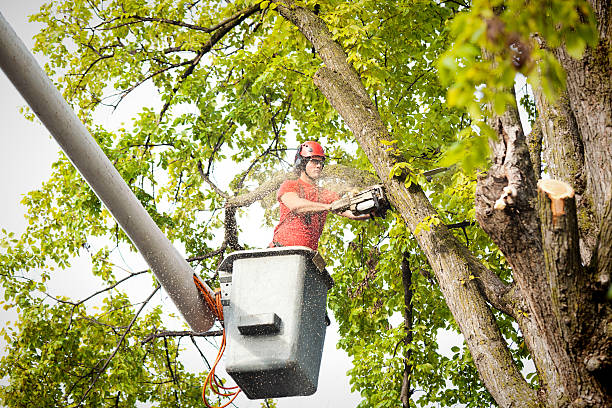 Tree and Shrub Care in American Canyon, CA